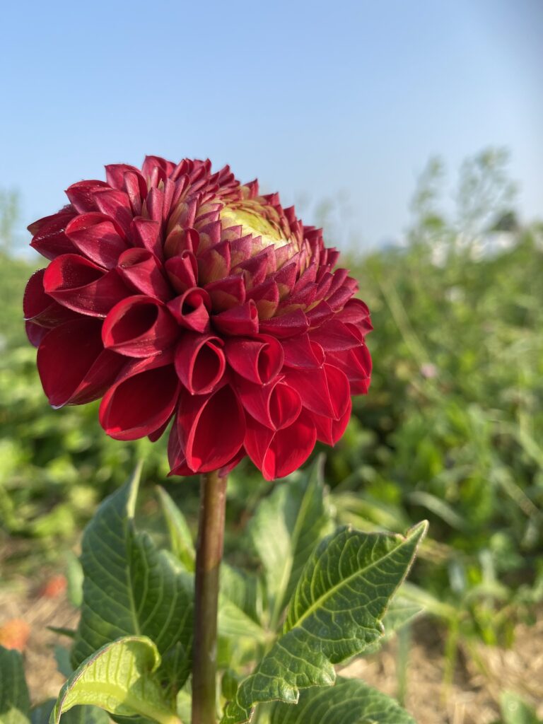 Flowers, Exeter Ontario, Exeter Flower Subscriptions, Dahlias